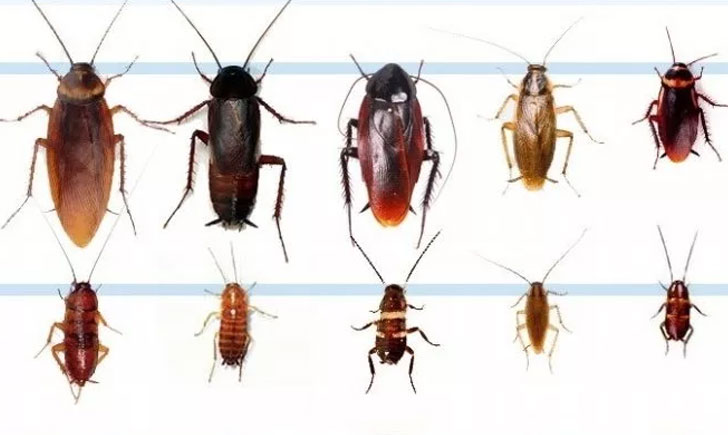 Все, что нужно знать о тараканах – Блог компании Марафет