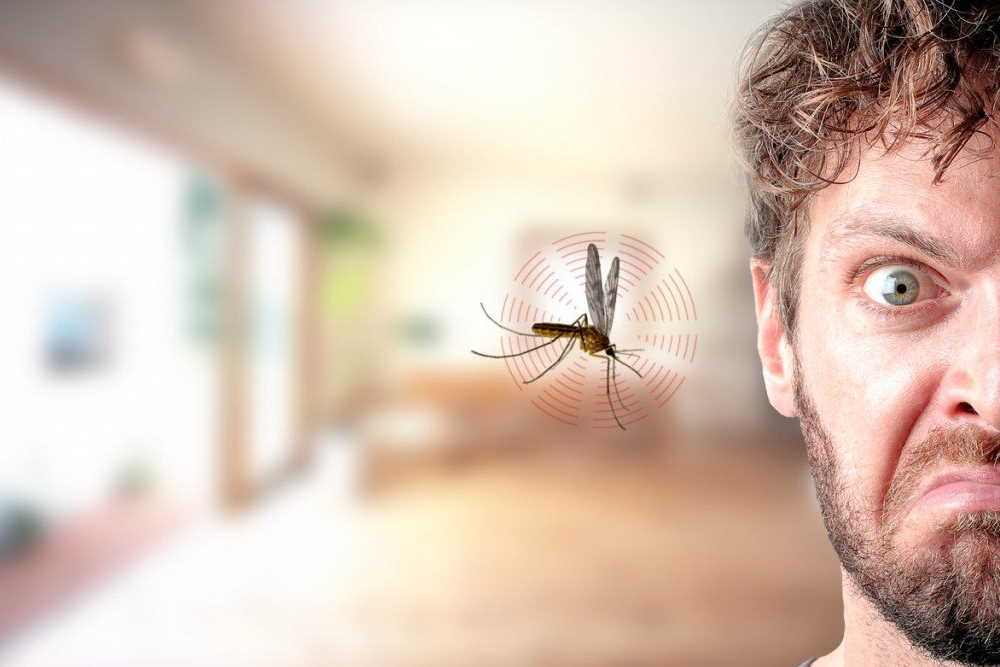 Сколько Живут Комары в Квартире