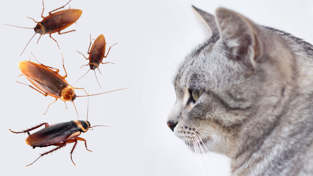 Боятся ли Тараканы Кошек