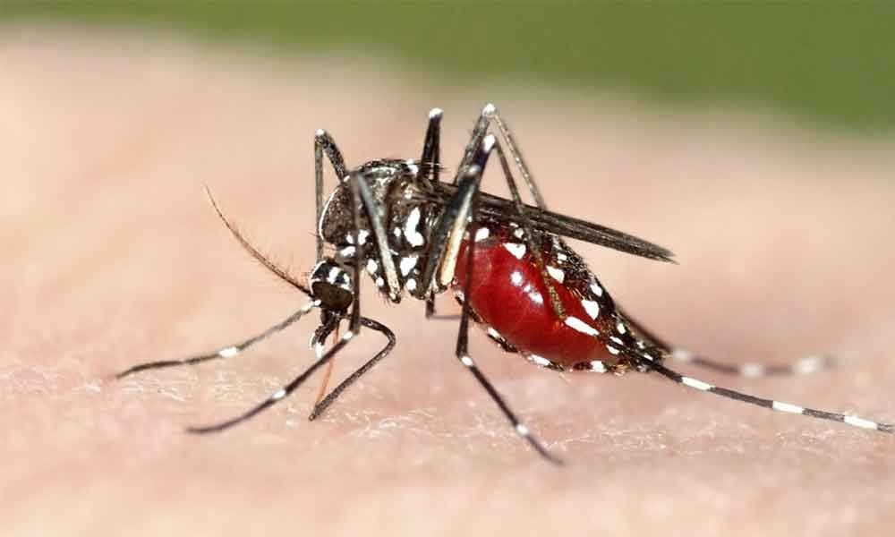 Как Выглядит Малярийный Комар