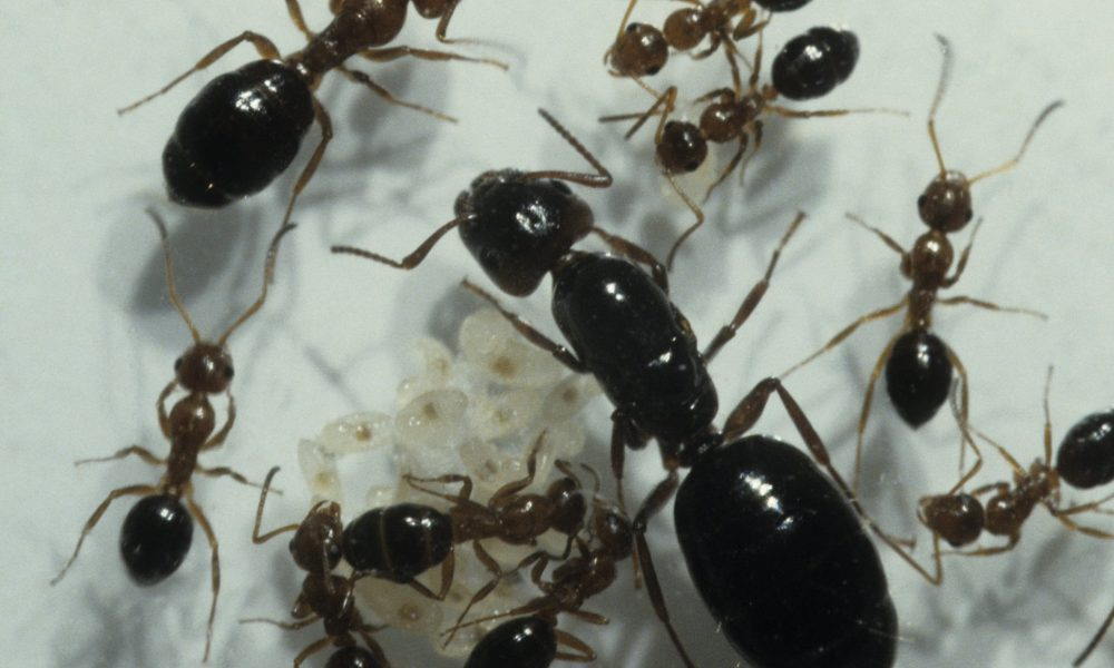 Черные муравьи в квартире