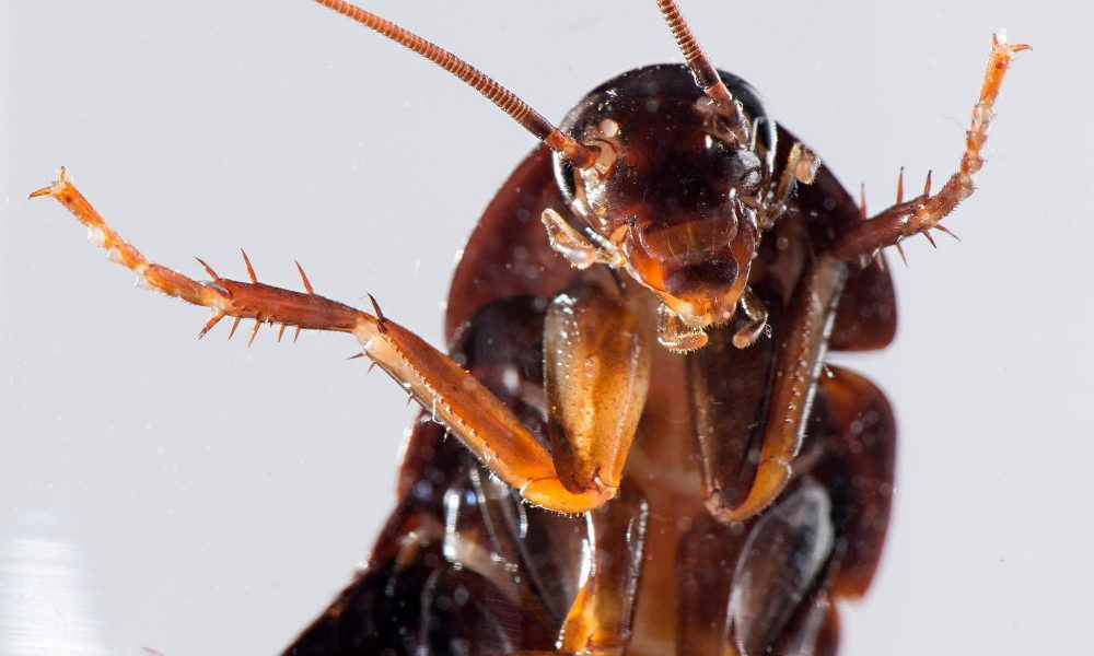 Почему тараканы боятся света
