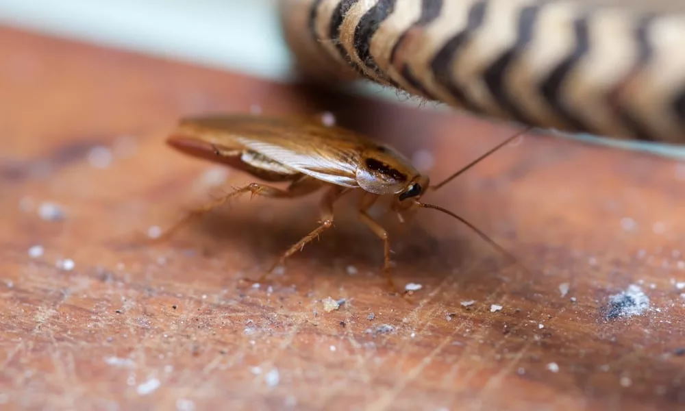 Почему тараканы боятся света