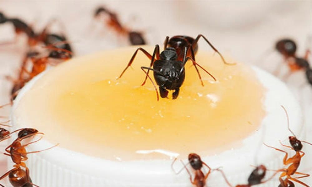 Откуда берутся муравьи в квартире