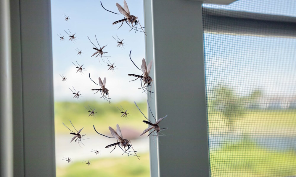 Чего Боятся Комары в Домашних Условиях