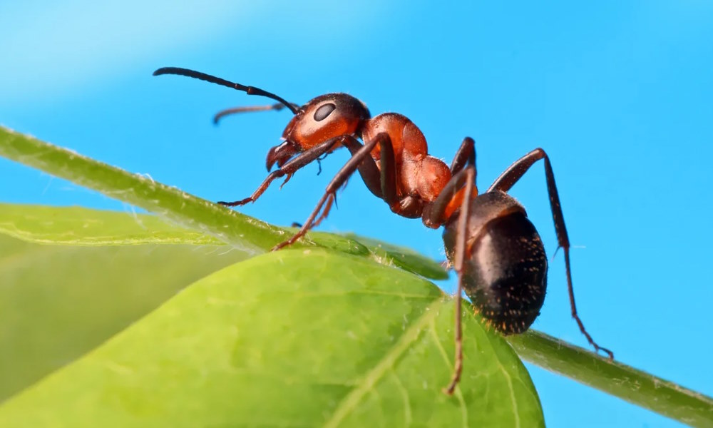 для чего нужны муравьи в природе