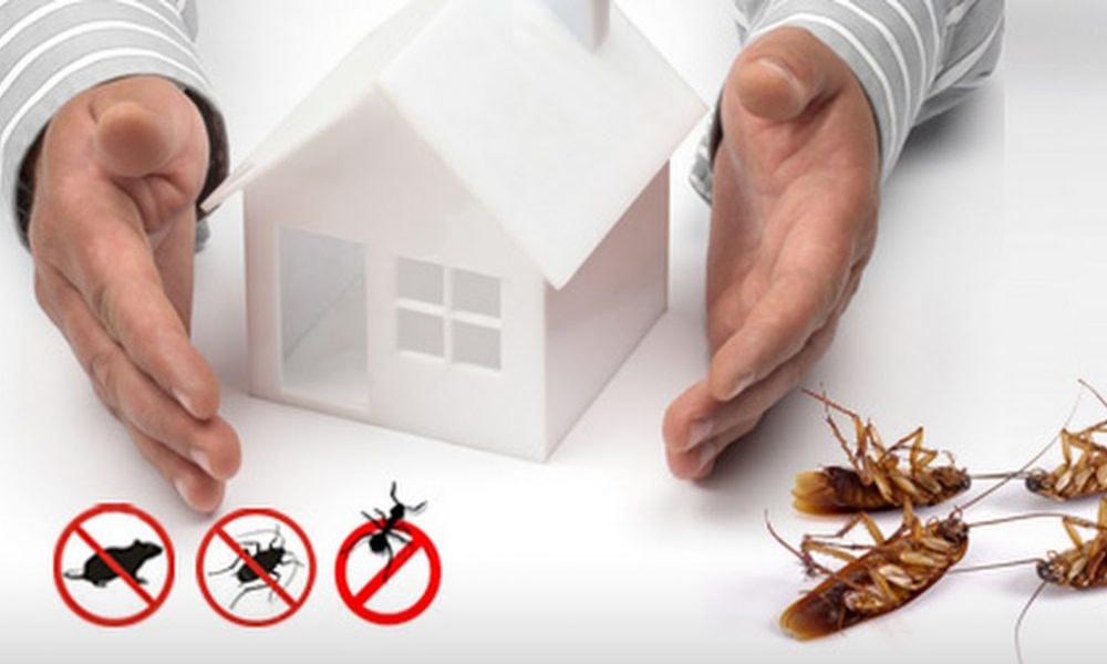 Домашние насекомые: уничтожение