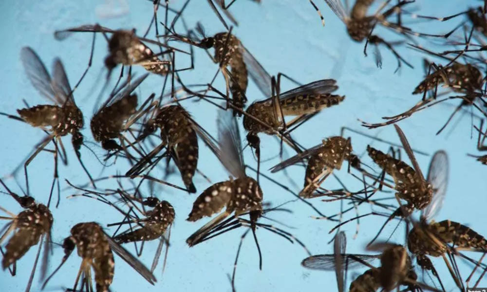 Чем полезны комары