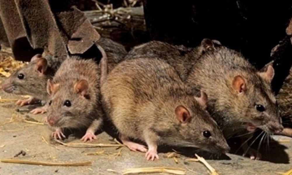 Профессиональные Способы Уничтожения Мышей и крыс 