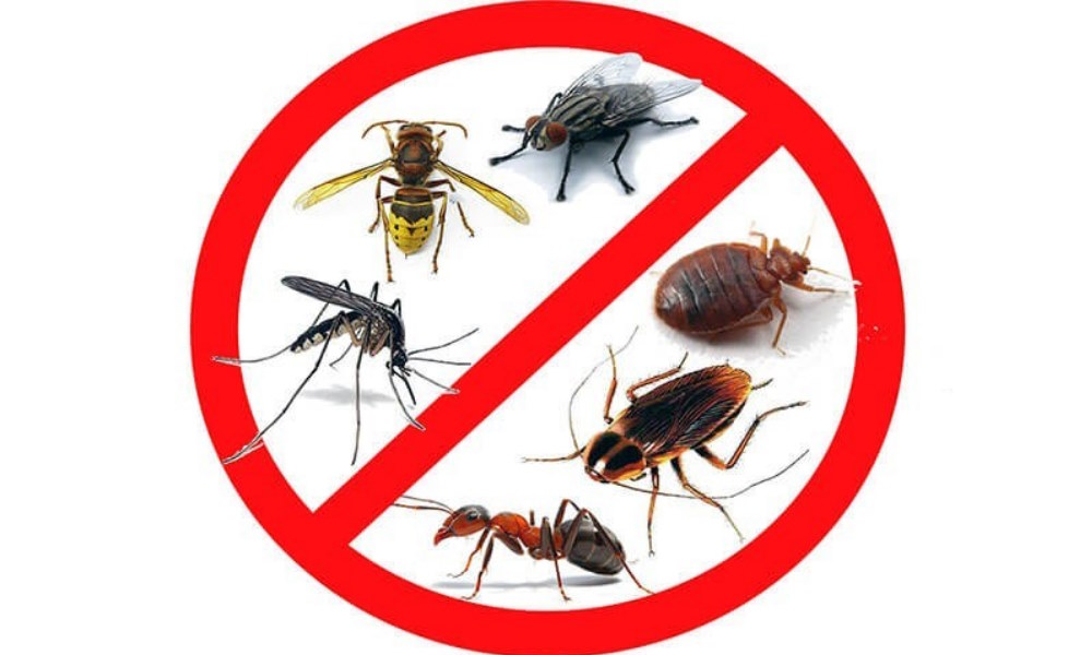 Домашние насекомые: истребление