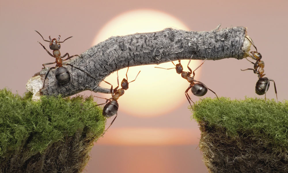 Жизнь муравьев 