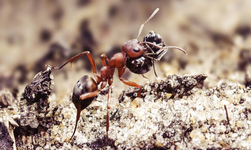 Жизнь муравьев 