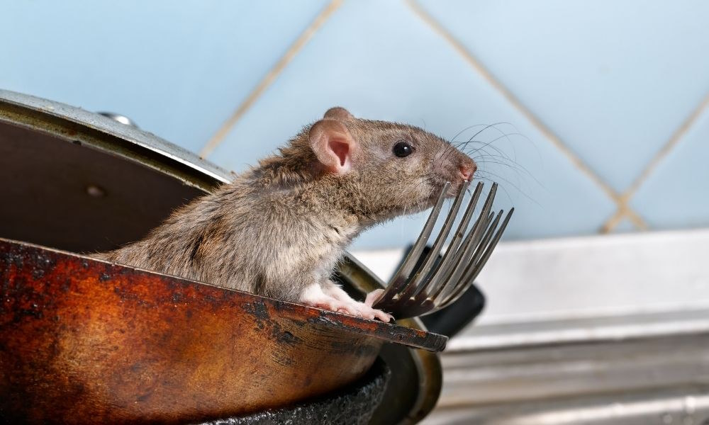 Народные Способы Борьбы с Мышами и Крысами