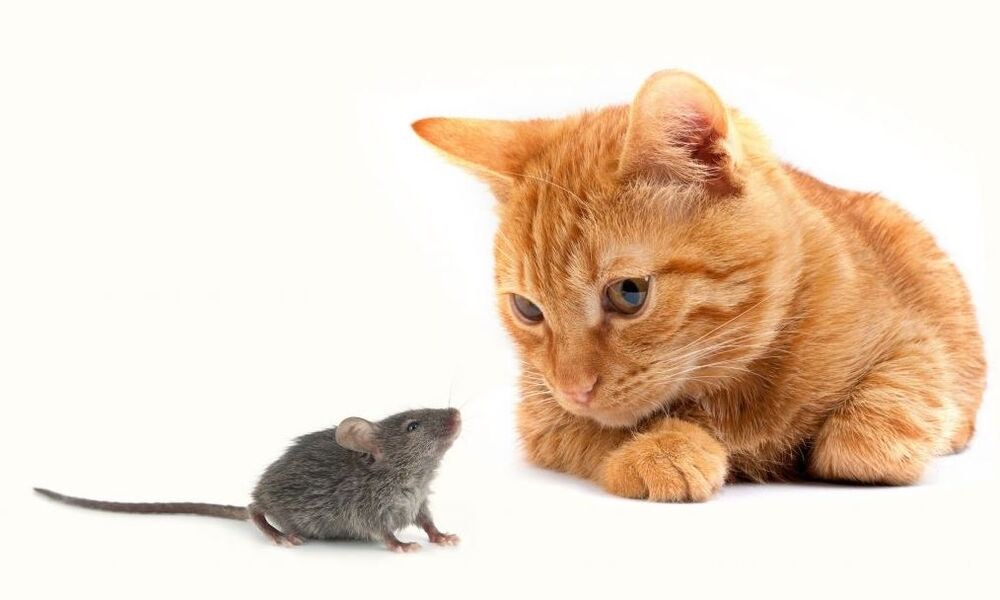 Народные Способы Борьбы с Мышами и Крысами