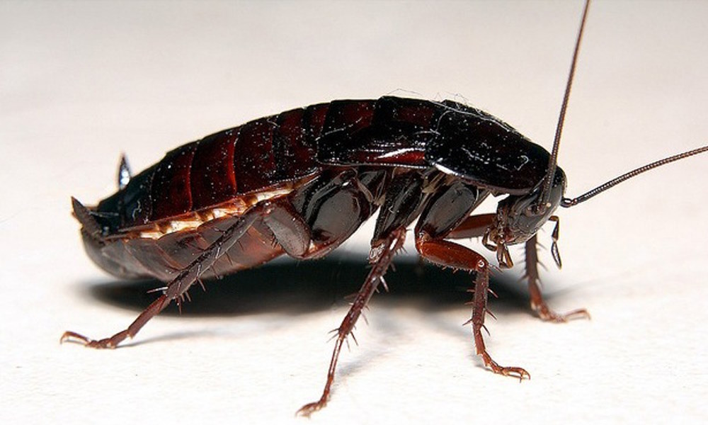 Чёрный таракан — Википедия