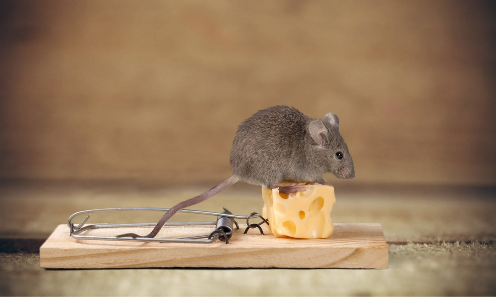 Как избавиться от мышей навсегда