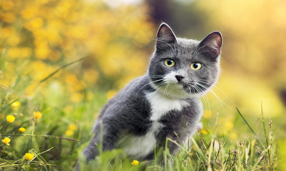 Чем опасны клещи для кошек?