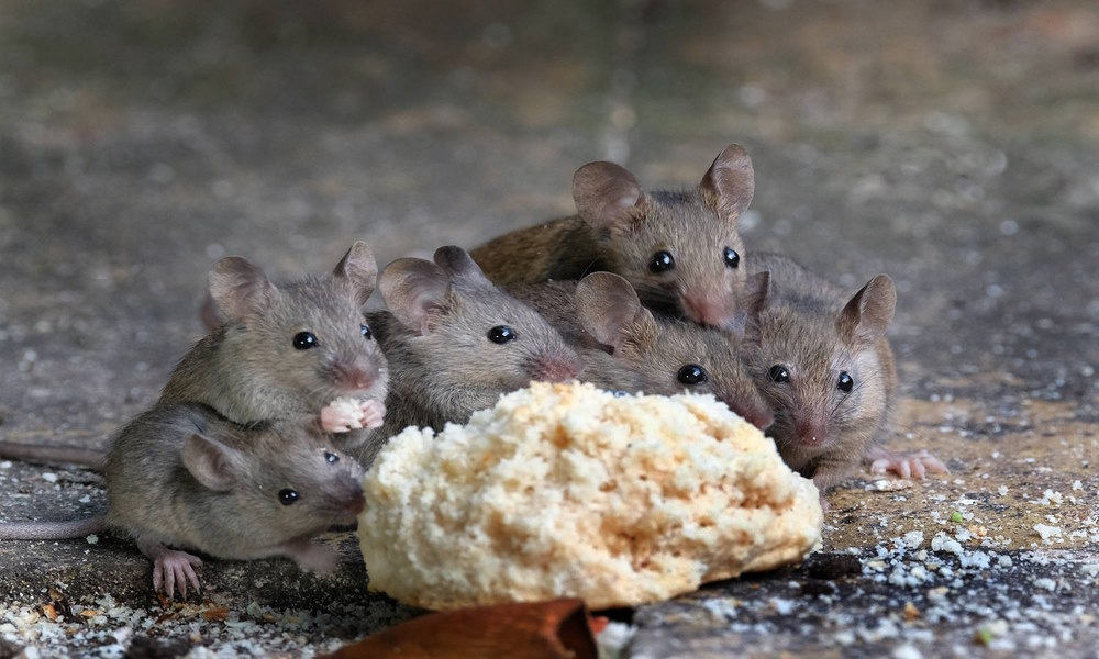 Чем Опасны Мыши и Крысы для Человека?