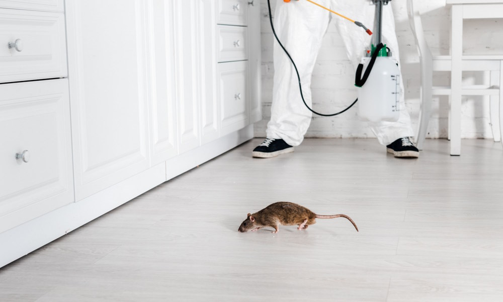 Как избавиться от крыс в общепите