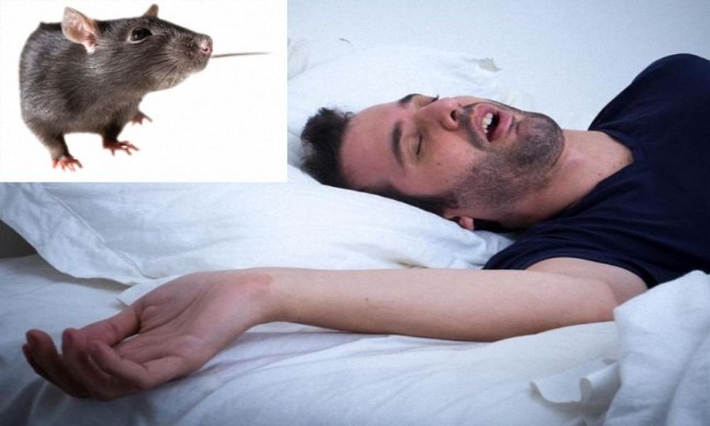Нападают ли Крысы на Людей?