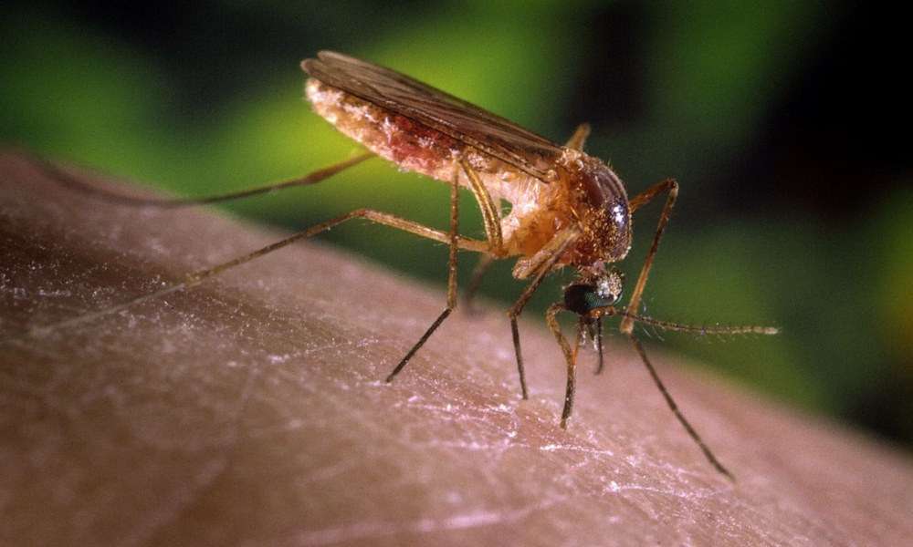 Обработка участка от комаров - уничтожение комаров в Москве