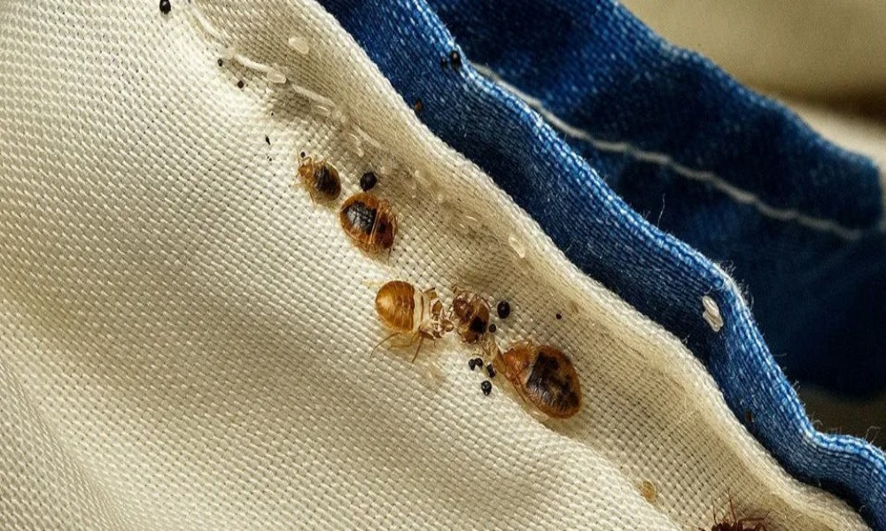 Чем Обработать Диван от Клопов? - Марафет