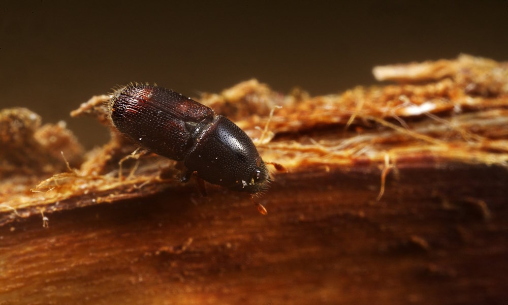 7 проверенных народных рецептов, чтобы избавиться от колорадского жука без химии