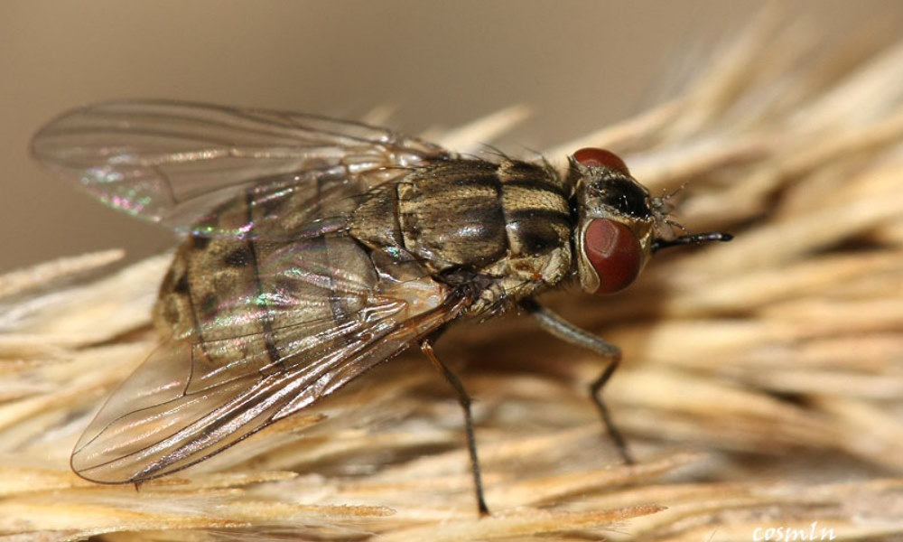 Как и почему кусаются мухи?