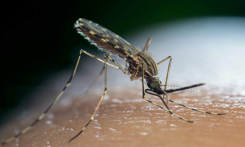 Малярийные комары в России