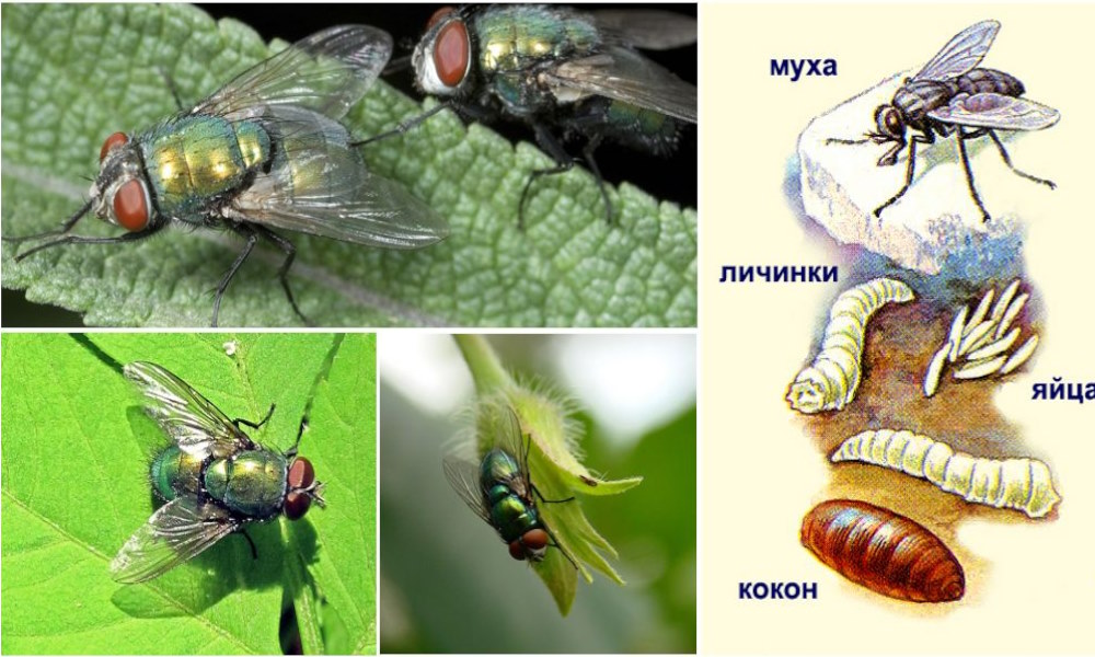 Зеленая мясная муха тип развития