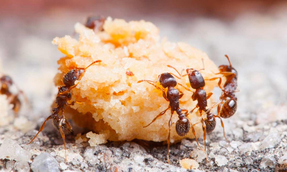 Конфидант от тараканов, блох, клопов, комаров, муравьев и других насекомых