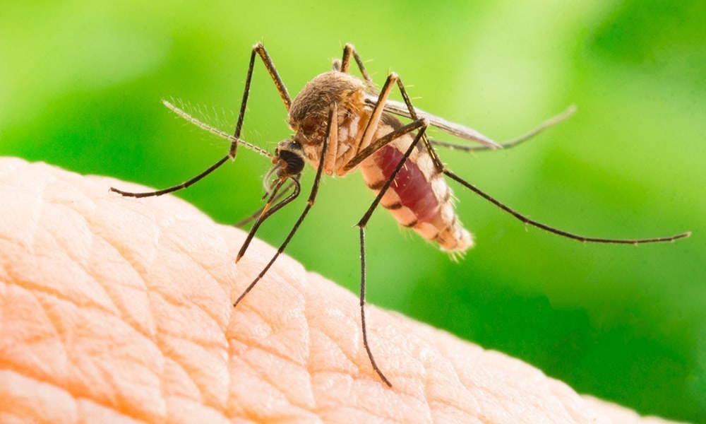 Почему чешется укус комара и как снять зуд