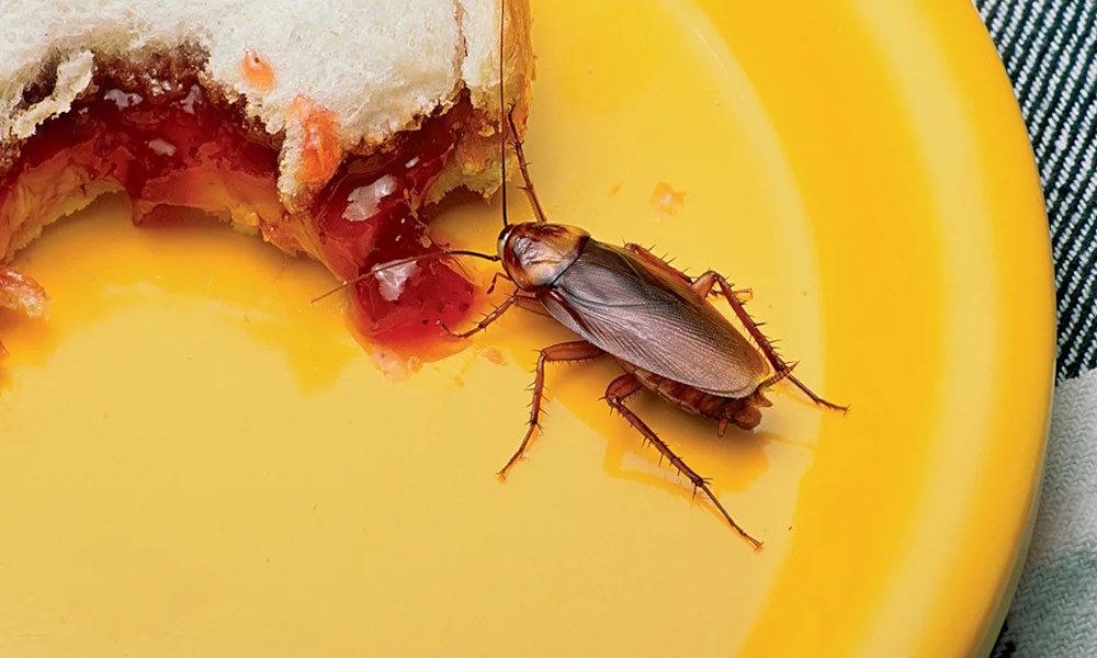 Дезинсекция от тараканов - Марафет