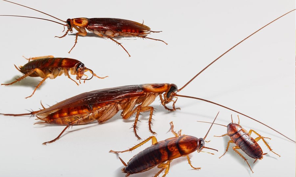 Сколько живут тараканы - Марафет