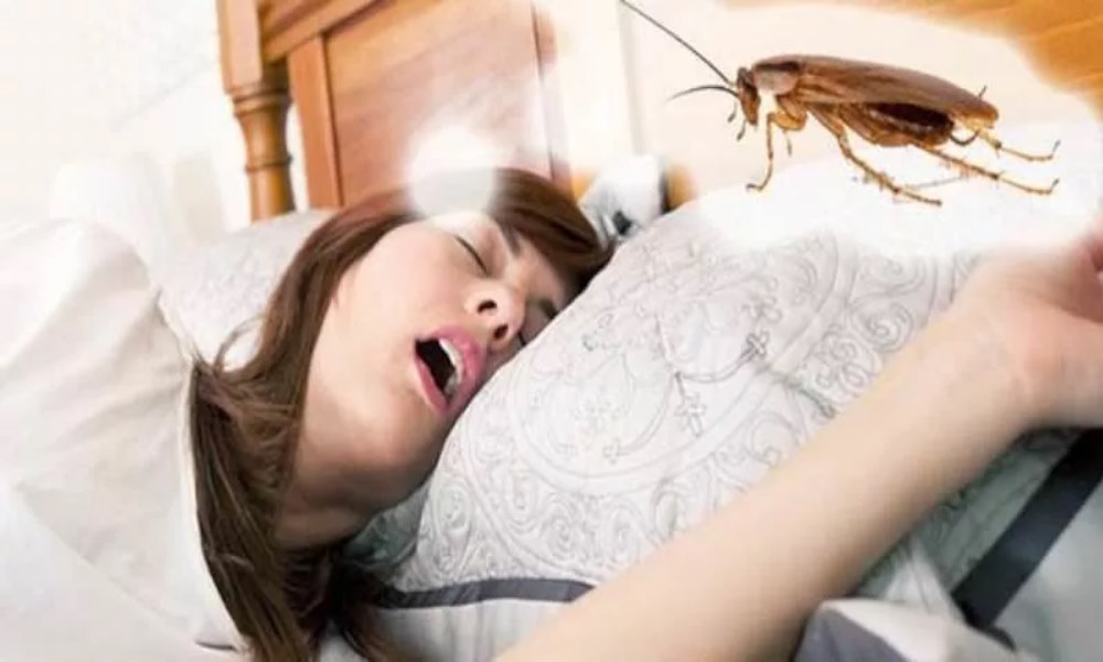 К чему снится таракан женщине большой один. Женщина таракан. Тараканы во сне к чему снятся.