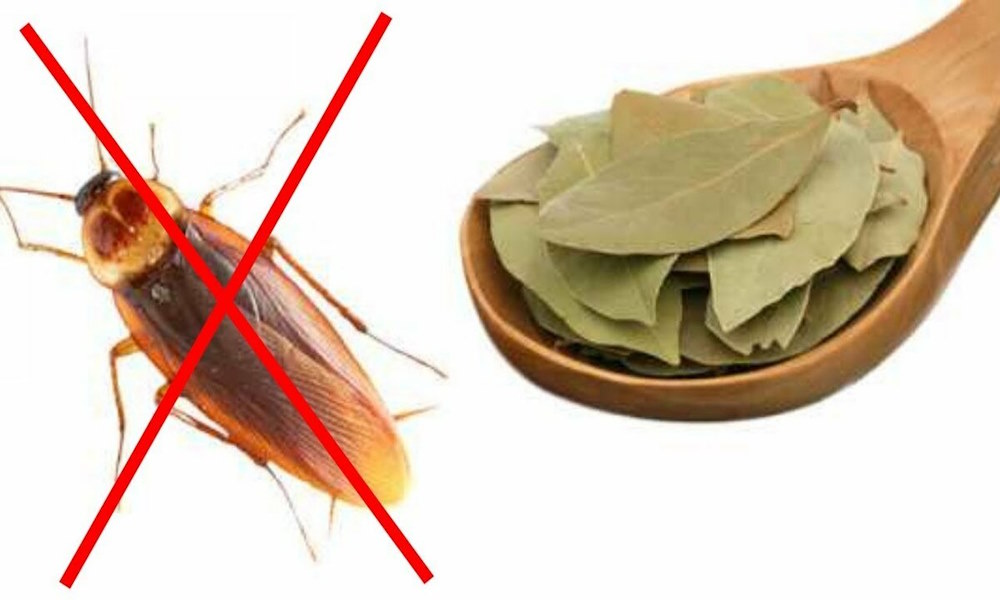 Эффективное народное средство от тараканов. Лавровый лист от тараканов. Листы для тараканов. Избавление от тараканов. Избавиться от тараканов.