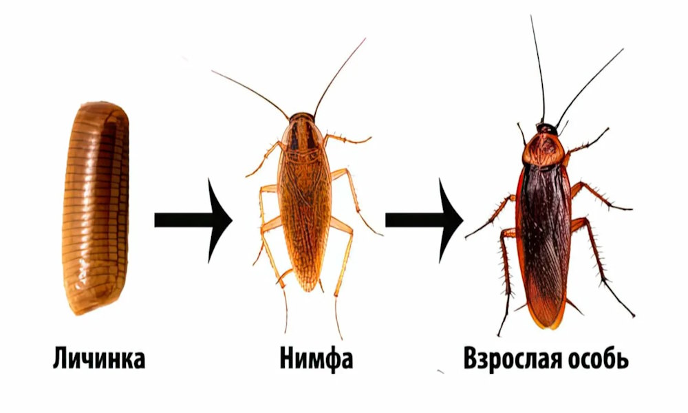 Акватика + Ледяные воды (набор)