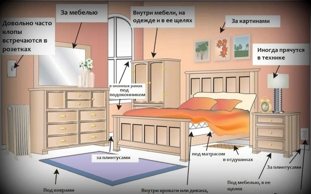 Могут ли клопы жить в волосах? - Марафет