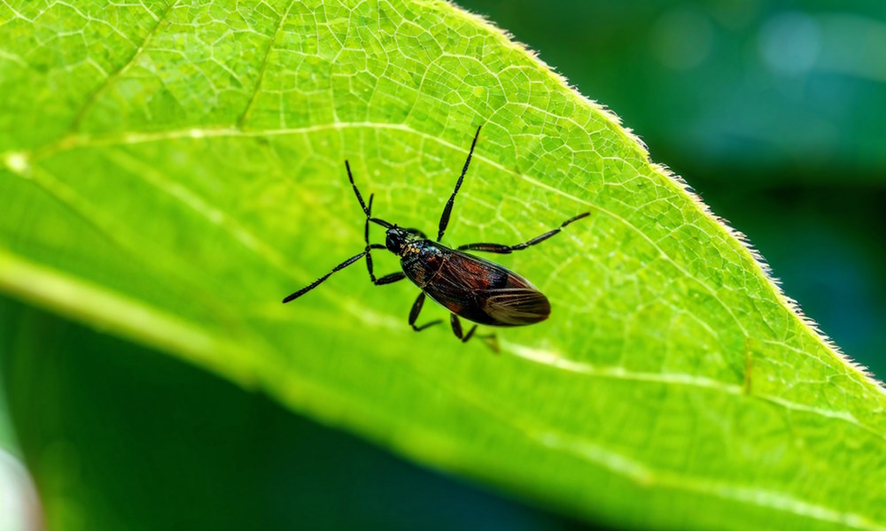 Биологические особенности клещей, влияющие на эффективность дезинсекции Биологические особенности клещей, влияющие на эффективность дезинсекции