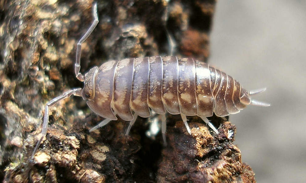 Характерные признаки мокриц и как с ними бороться без вреда для растений Характерные признаки мокриц и как с ними бороться без вреда для растений
