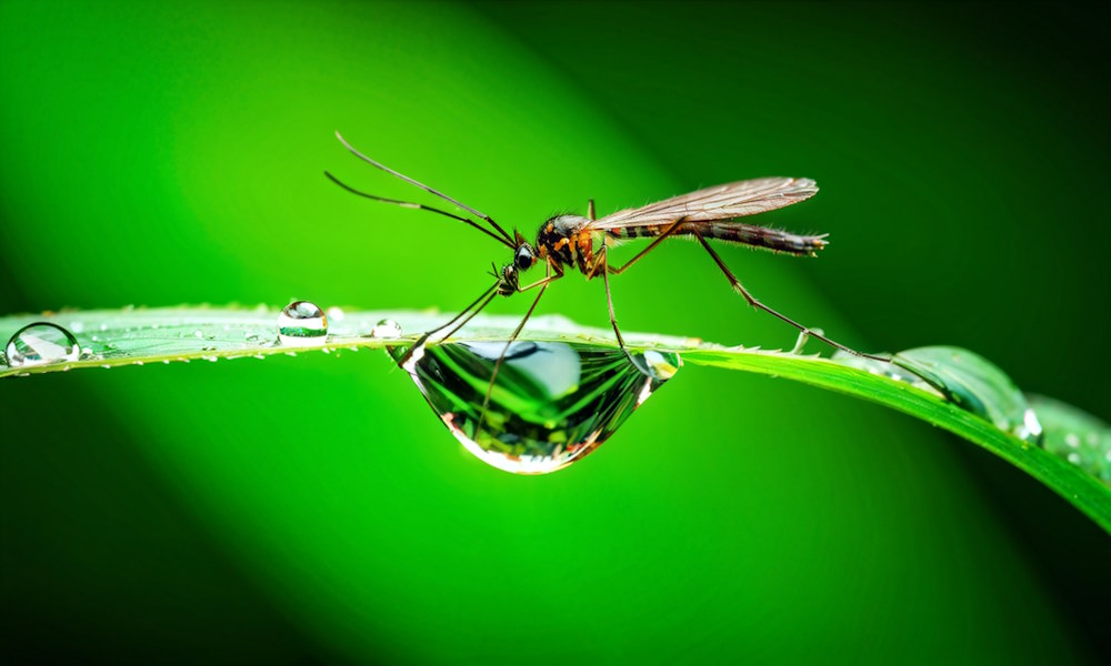 Как сезонность влияет на активность комаров и средства защиты