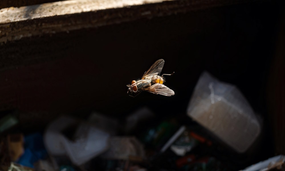 Мухи в квартире: как эффективно организовать дезинсекцию