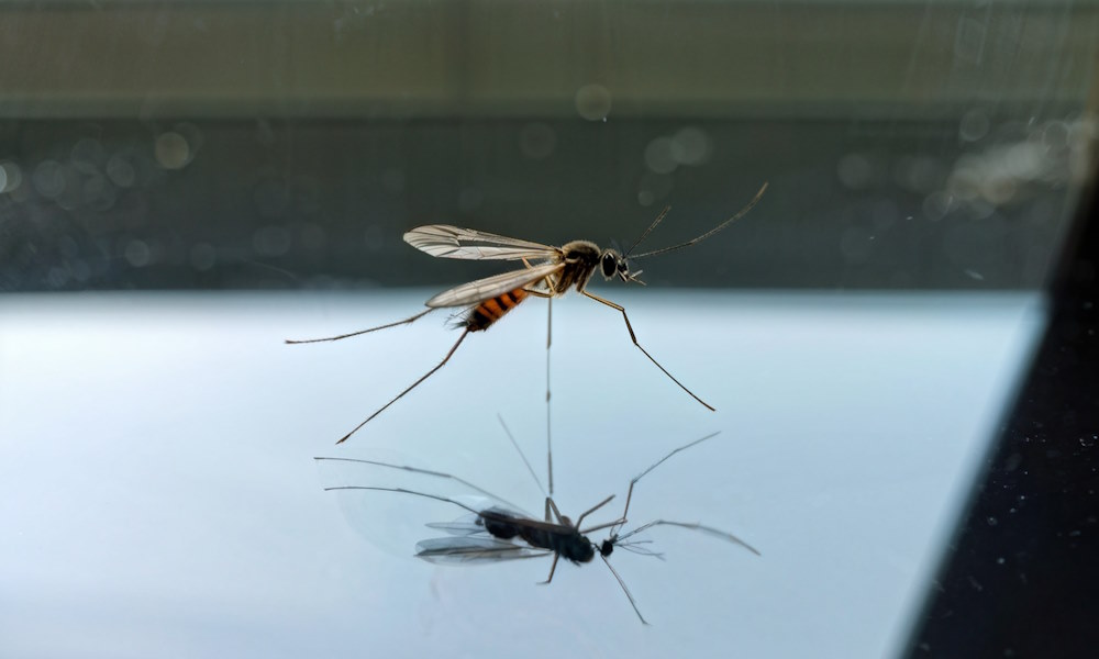 Комары и малярия: современные угрозы и способы защиты