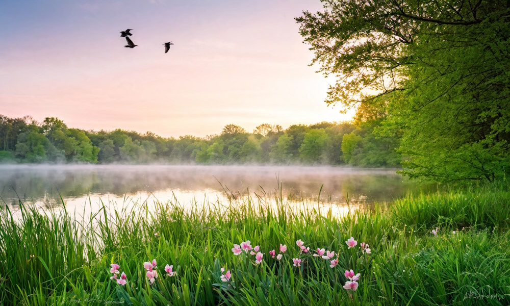 Клещи весной: как защитить собаку от паразитов и инфекций Клещи весной: как защитить собаку от паразитов и инфекций
