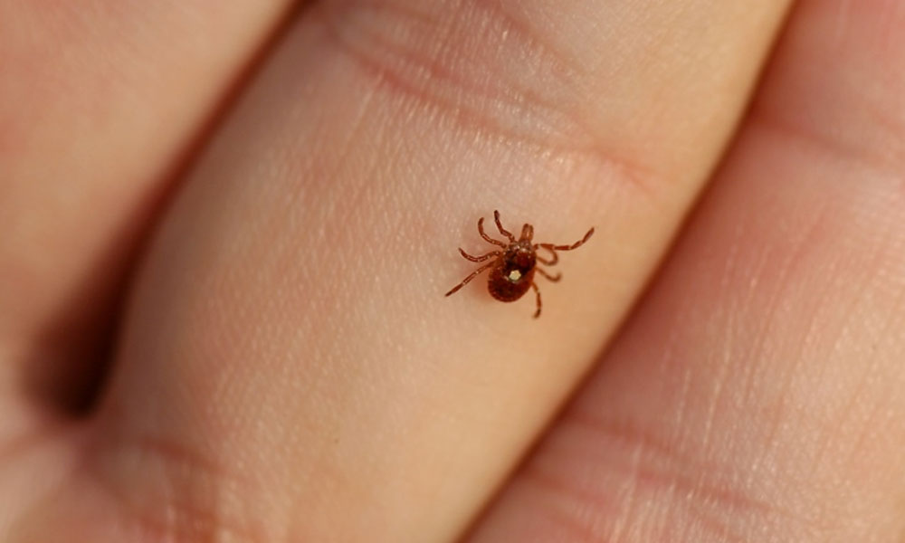 Укус клеща: пошаговое руководство по спасению здоровья Укус клеща: пошаговое руководство по спасению здоровья