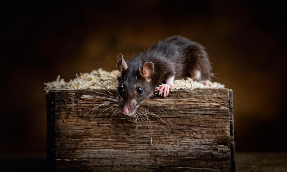 Крысы в гараже: эффективные ловушки без яда для безопасной борьбы